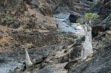 IMG_5034 Bottle Trees, Wadi Dirhur, Socotra